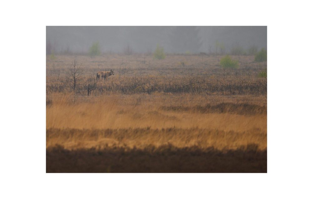 …bei den wölfen…(10)