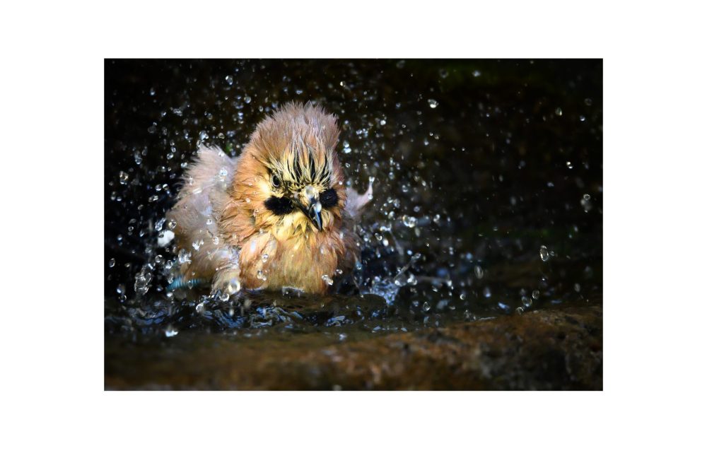 …“hierher kommen sie alle“…(12)