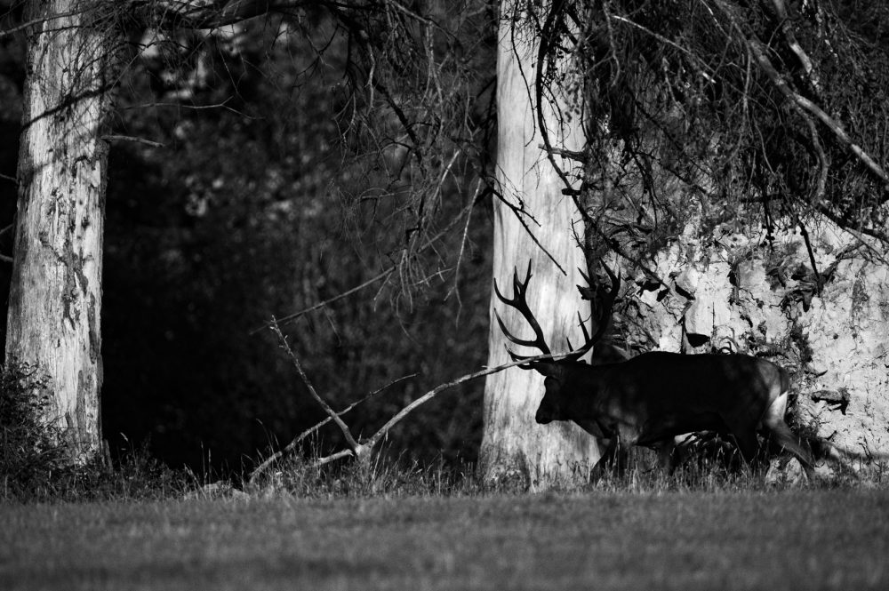 …ALLE JAHRE WIEDER…