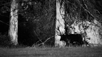 …ALLE JAHRE WIEDER…