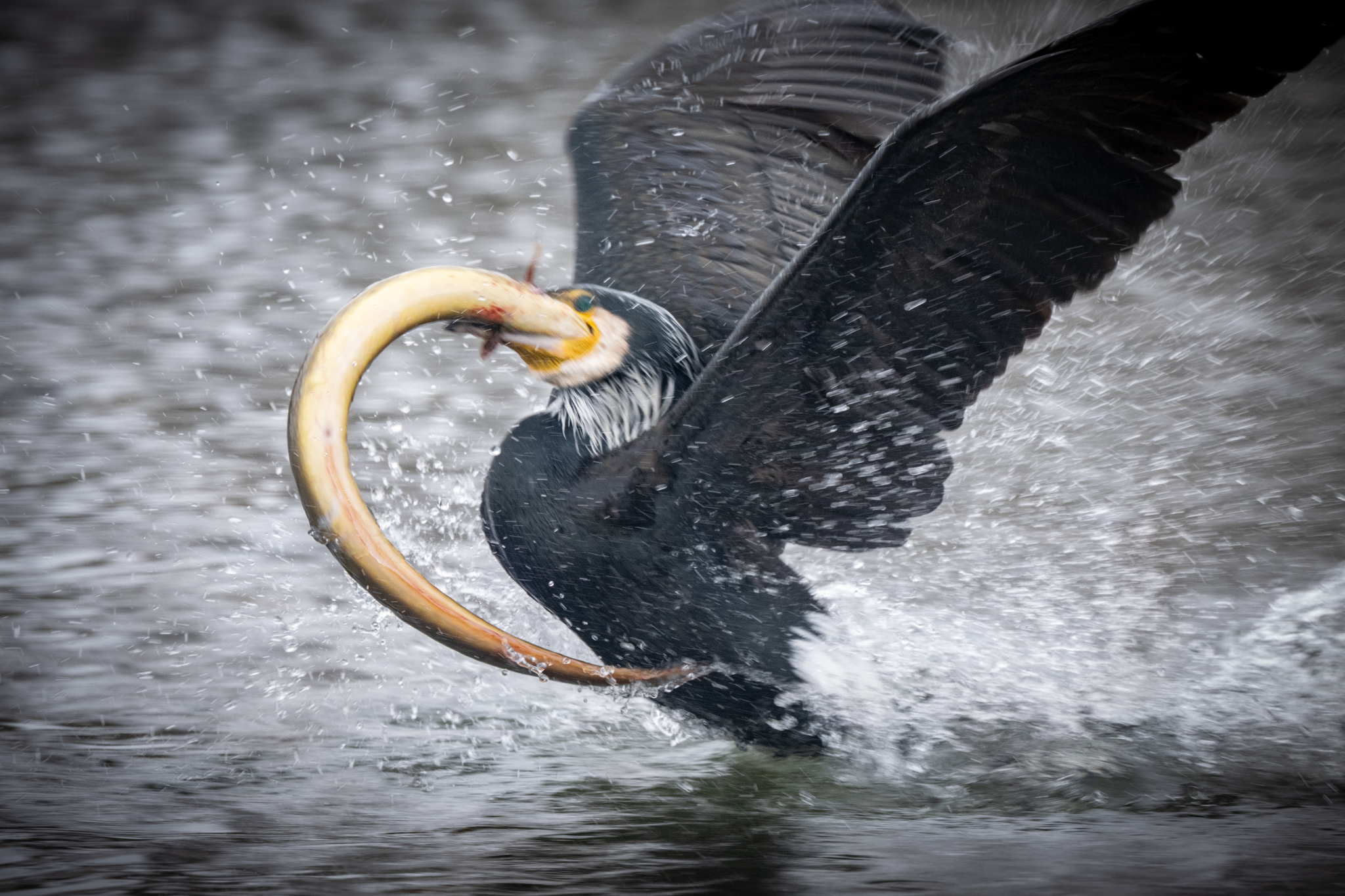 …WINTER-EPISODEN…