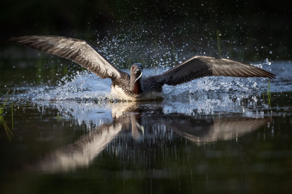 „tiefer gelegt“…mit dem floating hide in island