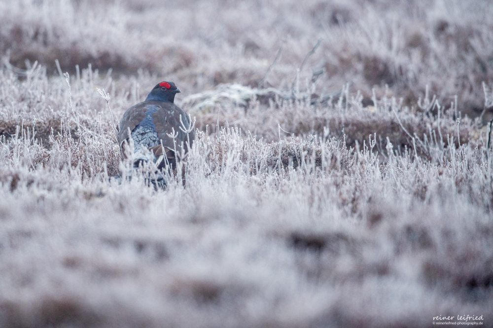 …erster Mai…erstes Ei…Birkhuhnbalz im Wolfsland